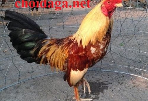 Đá gà tre xu hướng của giới trẻ hiện nay 17 gatre