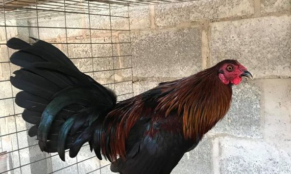 Đá gà giáp - Chiến kê làm mưa gió các sới gà hiện nay 6 gà giáp hatch