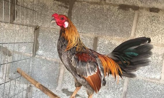 Gà giáp hatch đẳng cấp trên các đấu trường gà hiện nay 1 gà giáp hatch