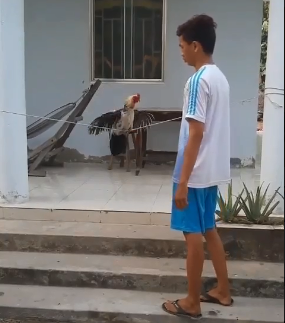 Tập lực gà chọi bằng cách cho gà giữ thằng bằng trên dây 31 tập lực gà chọi