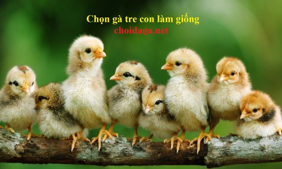 Chọn gà tre con nuôi làm giống cần yếu tố gì? 17 chọn gà tre con