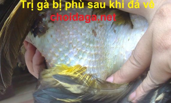 Trị gà bị phù sau khi đá về hiệu quả tức thì 47 trị gà bị phù