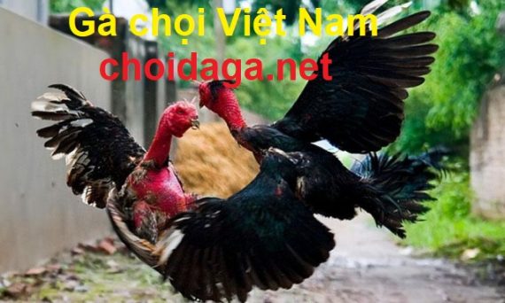 Những danh gà nổi tiếng ở Việt Nam 36 gà chọi Việt Nam