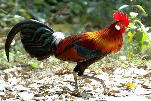 Nuôi gà rừng và những đặc điểm của gà rừng mồi 38 gà rừng