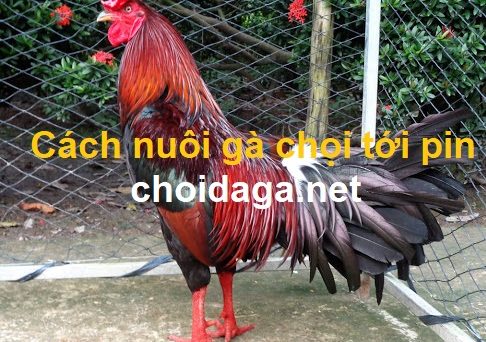 Tổng hợp cách nuôi gà chọi tới pin cực nhanh 52 Cách nuôi agf chọi tới pin