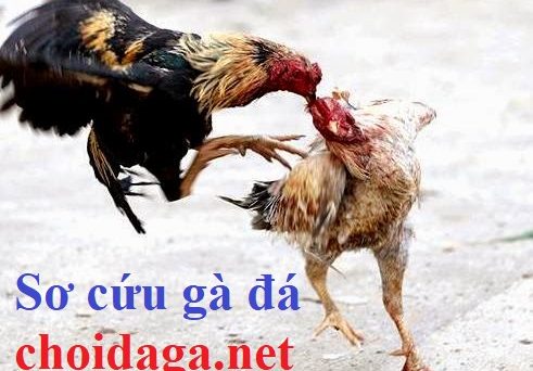 Kỹ thuật sơ cứu gà đá mà sư kê nào cũng phải biết 33 sơ cứu gà đá