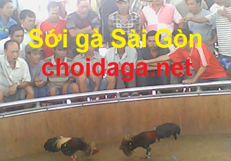 Sới gà Sài Gòn và luật ngầm từ xưa đến nay 7 sới gà sài gòn