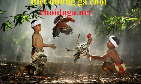 Biệt dưỡng gà chọi tới pin nhanh chóng chỉ 6 tuần 19 biệt dưỡng gà chọi