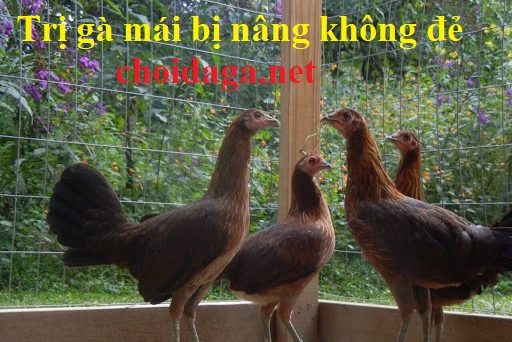 Khắc phục tình trạng gà mái bị nâng không đẻ 30 Gà mái bị nâng
