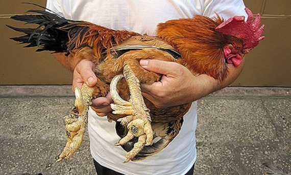 Gà chín cựa giống trong truyền thuyết của Việt Nam 12 gà chín cựa