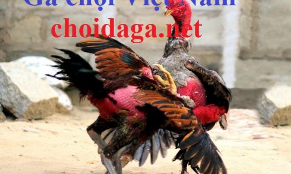 Gà chọi Việt Nam - Dòng gà đòn chưa bao giờ hết hot 54 gachoivietnam1