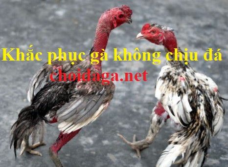 Gà không chịu đá - Nguyên nhân và cách khắc phục 24 gà không chịu đá