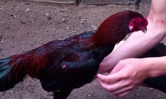 Gà lười ăn và những cách chữa trị hiệu quả 11 galuoianlua