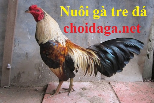 Kinh nghiệm nuôi gà tre đá gà cựa sắt bao lực 24 Nuôi gà tre đá