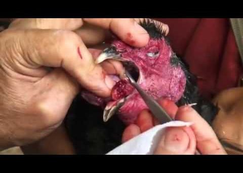 Gà bị nấm họng và bí kíp chữa trị hiệu quả 30 namhong2