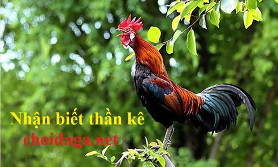 Nhận biết thần kê linh kê đá gà qua 12 dị tướng 35 Nhận biết thần kê