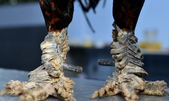 Gà chọi vảy rồng chiến kê được săn lùng nhiều nhất 17 gà chọi vảy rồng