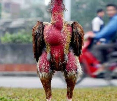 Gà xám bất trị - Chiến kê huyền thoại đất Nam Định 49 gà xám bất trị