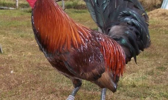 Dòng gà mỹ brown red chiến kê siêu tốc độ 23 dòng gà mỹ brown red