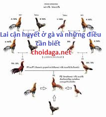 Đúc gà đá bằng cách lai cận huyết và điều cần biết 1 Lai cận huyết