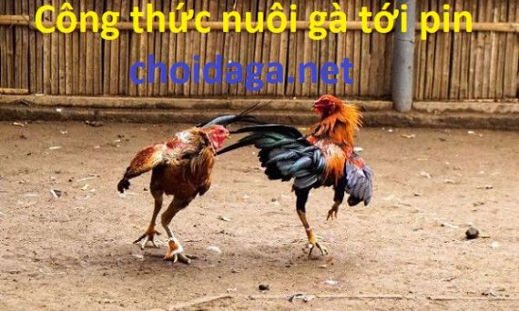 Công thức nuôi gà đá lên pin nhanh chóng 12 nuôi gà chọi tới pin