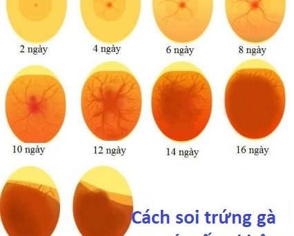 Cách soi trứng gà xem có trống không khi cản gà đá 35 cách soi trứng gà
