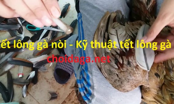 Tết lông gà nòi - Kỹ thuật tết lông gà đá bằng nhiều cách 6 tết lông gà
