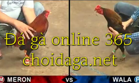 Đá gà online 365 - Xem đá gà trực tuyến thomo 6 đá gà online 365