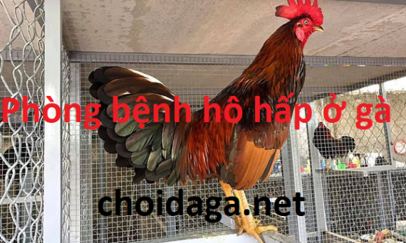 Cách phòng bệnh hô hấp ở gà trong nuôi gà đá 12 phòng bệnh hô hấp ở gà