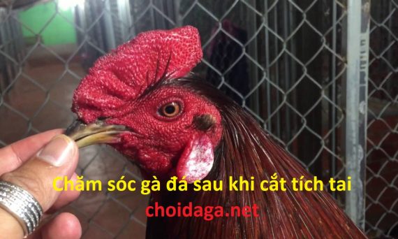 Chăm sóc gà đá cựa sắt sau khi cắt tích tai cho gà 47 cắt tích gà đá cựa sắt