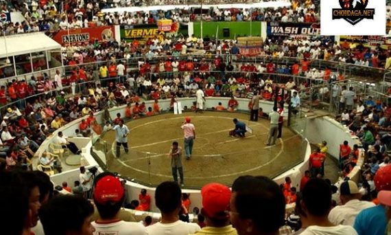 Theo chân sư kê đi đá gà bên Campuchia 28 đá gà bên campuchia