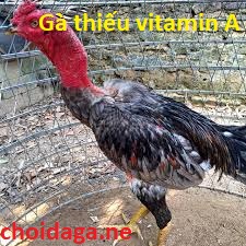 Gà thiếu vitamin A - Dấu hiệu nhận biết và cách bổ sung 1 Gà thiếu vitamin A