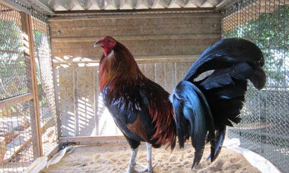 Dùng thuốc nuôi gà đá hot nhất hiện nay 34 gamydep