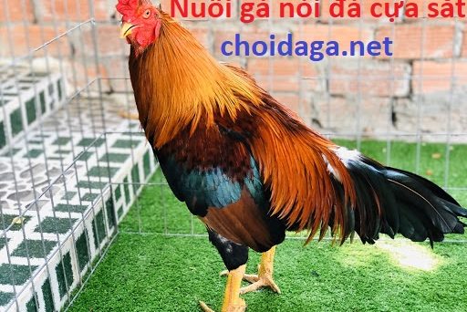 Chơi đá gà nắm ngay bí kíp nuôi gà nòi đá cựa sắt 1 ganoida