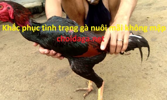 Gà đá không mập dù ăn uống bình thường do đâu? 27 gà đá không mập