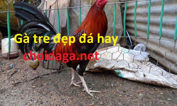 Đá gà tre nhận biết gà tre đá hay qua đặc điểm gì? 12 gà tre đá hay