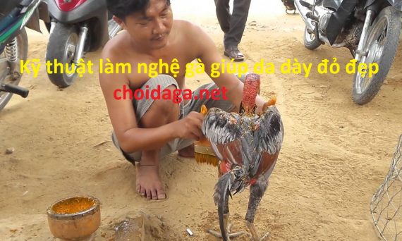 Làm nghệ gà - Kỹ thuật làm gà chọi da đỏ dày 30 vào nghệ gà đá