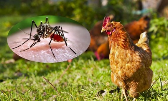 Gà nhiễm ký sinh có biểu hiện gì và cách chữa trị 1 gà nhiễm ký sinh trùng