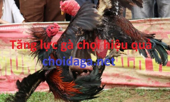 Tăng lực gà chọi bằng bí kíp siêu chuẩn 39 tăng lực gà chọi