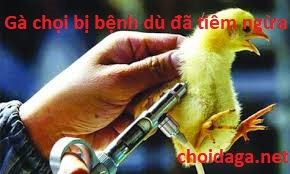 Gà chọi bị bệnh dù tiêm phòng đầy đủ do đâu? 50 tiêm vacxin cho gà