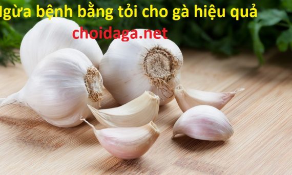 Ngừa bệnh bằng tỏi cho gà cực kỳ hiệu quả 16 Ngừa bệnh cho gà bằng tỏi