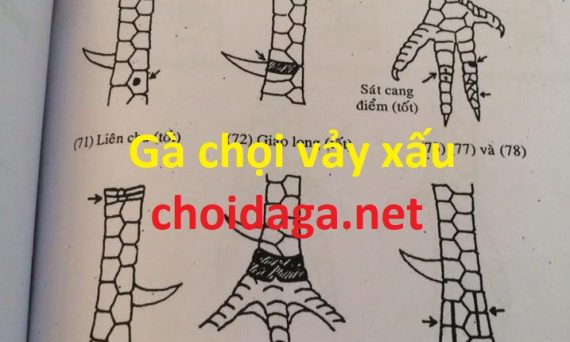 Chơi đá gà nhận biết gà chọi vảy xấu đoản mệnh 22 Gà chọi vảy xấu