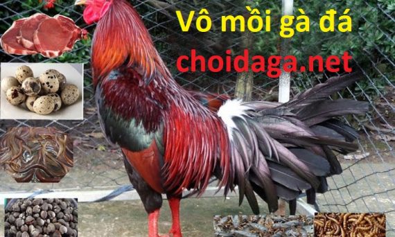 Vô mồi gà đá đúng cách trước khi ra trường chơi đá gà 12 vô mồi gà đá