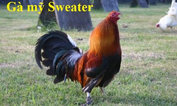 Gà mỹ Sweater - Dòng gà máu nhất hiện nay. 30 gà mỹ Sweater