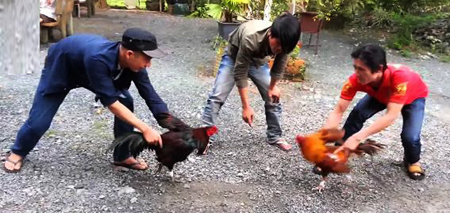 Cầm gà nài và các kỹ năng sư kê cần biết khi ôm nài 41 Cầm gài nài