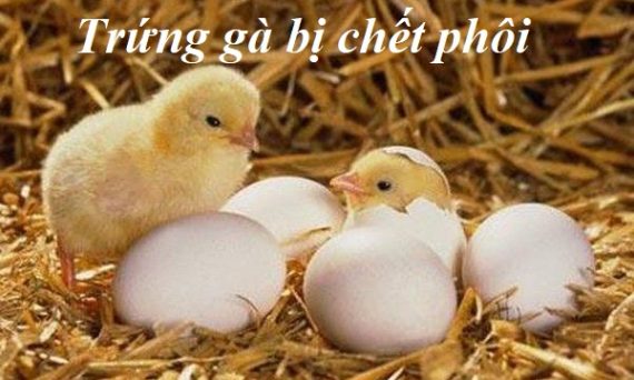 Trứng gà bị chết phôi khi ấp nguyên nhân do đâu? 35 trứng gà bị chết phôi
