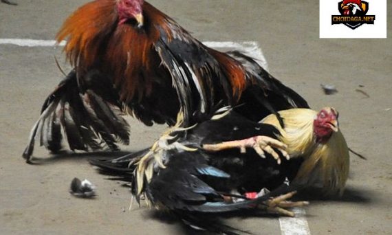 Thuốc tan đòn gà đá hiệu quả nhất 18 thuốc tan đòn