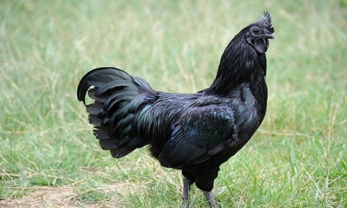 Giống gà mặt quỷ giống gà độc lạ đến từ Indonesia 1 gà mặt quỷ