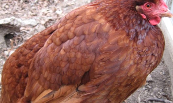 Khắc phục tình trạng gà đi ngoài hiệu quả 23 gà bị tiêu chảy