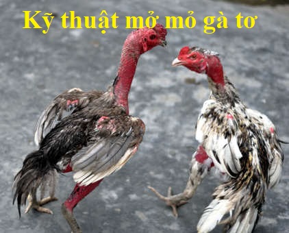 Kỹ thuật mở mỏ gà tơ đúng chuẩn sư kê 39 mở mỏ gà tơ